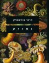 נתניה