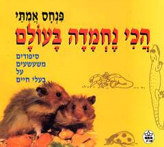הכי נחמדה בעולם / פנחס אמיתי