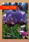 פרחי אגדה / בר עמוס